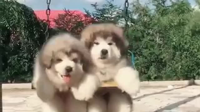 Cute and adorable Alaskan Malamute pets run and play at play ground 😍 cute Puppies2