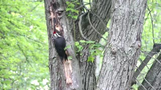 Woody woodpecker