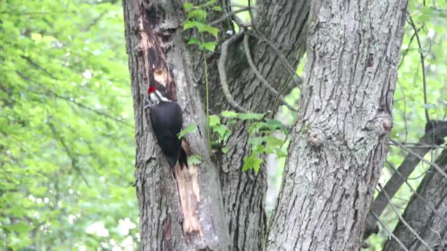 Woody woodpecker