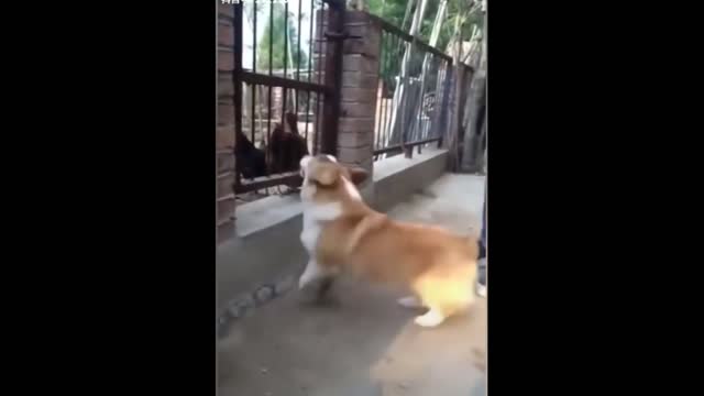 This dog's courage invites laughter