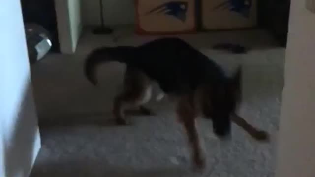 Dog scared of lighter and running away every time it turns on