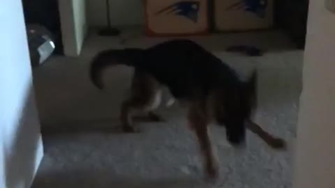 Dog scared of lighter and running away every time it turns on