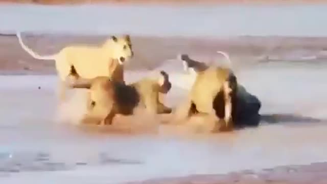 animal nature hunting like lion tiger