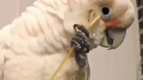 Beautiful bird scratching itself