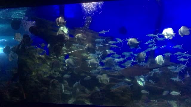 School of fish swims with divers among wrecks