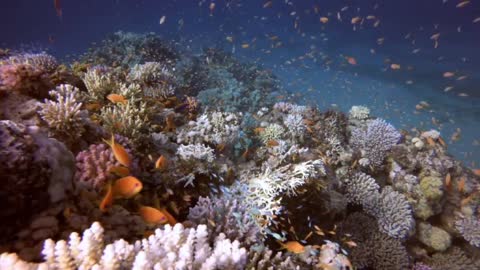 Colorful corals in the underwater world