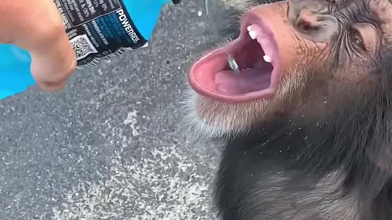 Chimpanzees drinking water from humans