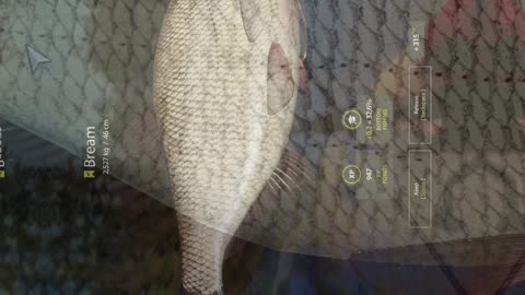 Big Bream in the net, Kuori Lake, Russian Fishing 4 pc game