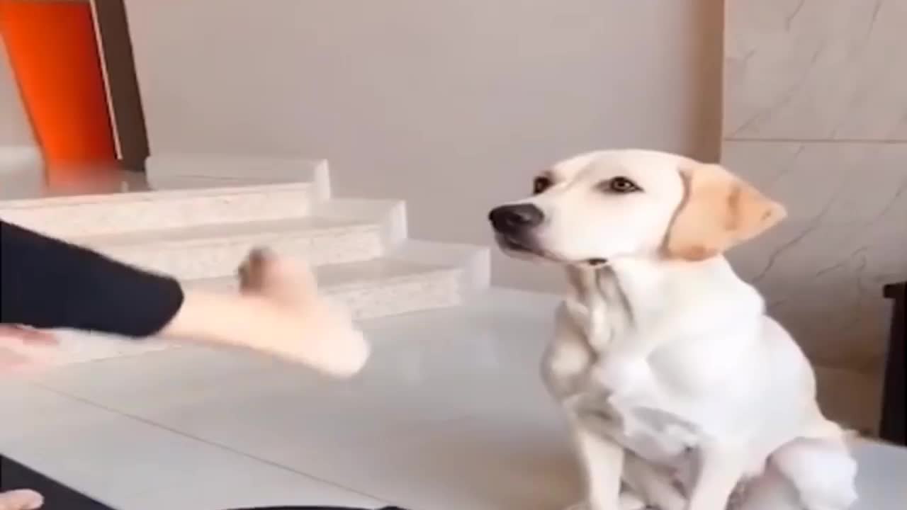 why are puppies smart? watch the following video and find your answer!