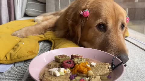 Beautiful, smart and loyal dog
