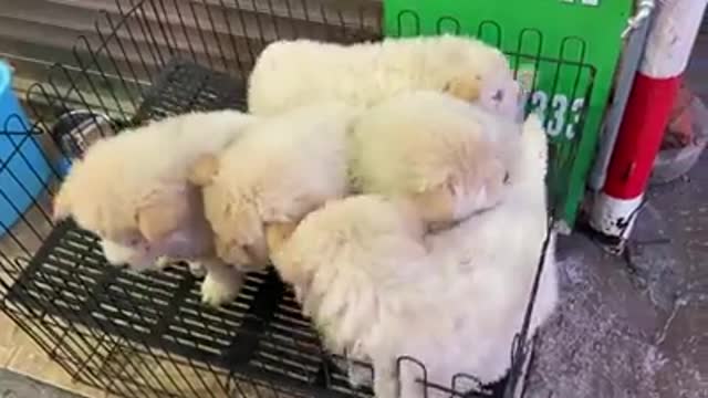 cute puppies in the supermarket