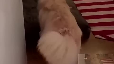 Clever dog goes to bed by himself