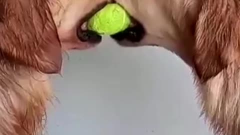 Funny dogs video