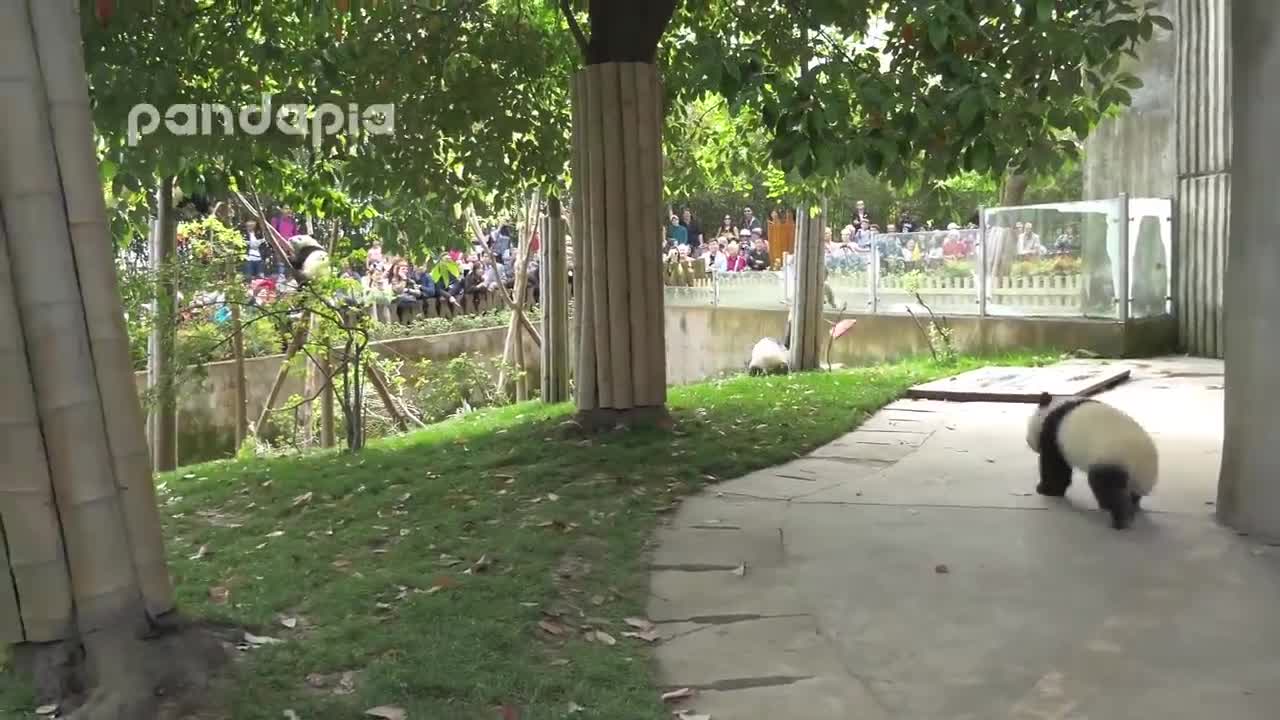 Panda cub and Nanny Mei's war