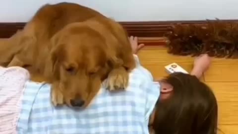 Goldretrievr dog save his mom 😱😱😱😱😱😱😱