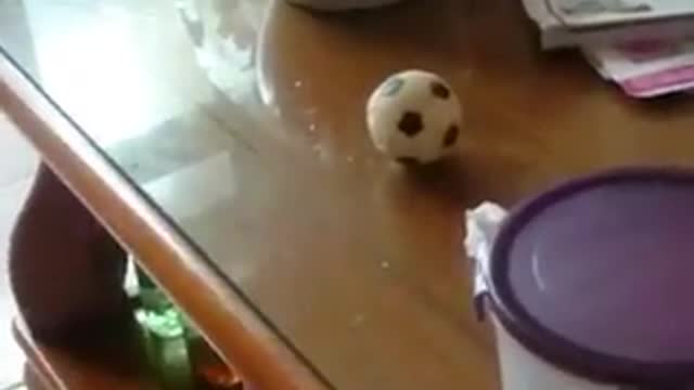 Pomeranian Love to play ball