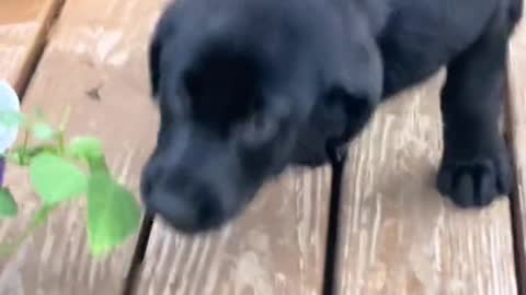 weeks old and Rivers retrieves his first bat