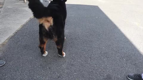 Bernese mountain dog grooming w haircut