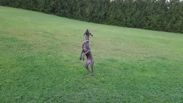 Try Not To Laugh At This Ultimate Funny Dog Video Compilation Funny Pet Videos