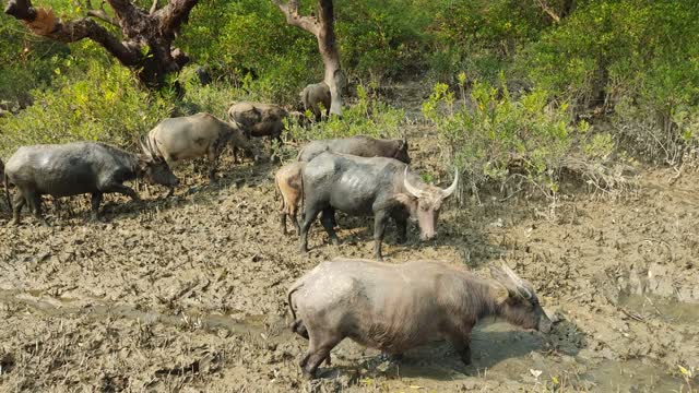 Black buffalo walking through the soft clay. They seems to be dirty buffalo,they looks amazing.