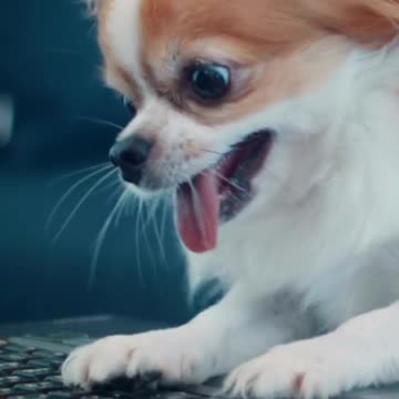 Funny Puppy With Typing Skill 👉 See the Description for a Surprise!