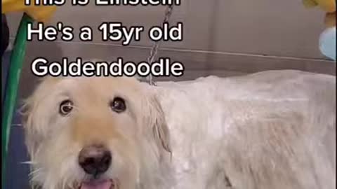 This Is Einstein A 15 Year Old Goldendoodle tiktok:girlwiththedogs