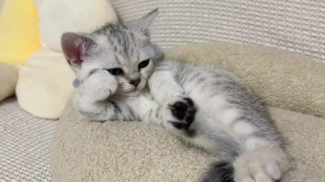 cat relaxing on the sofa