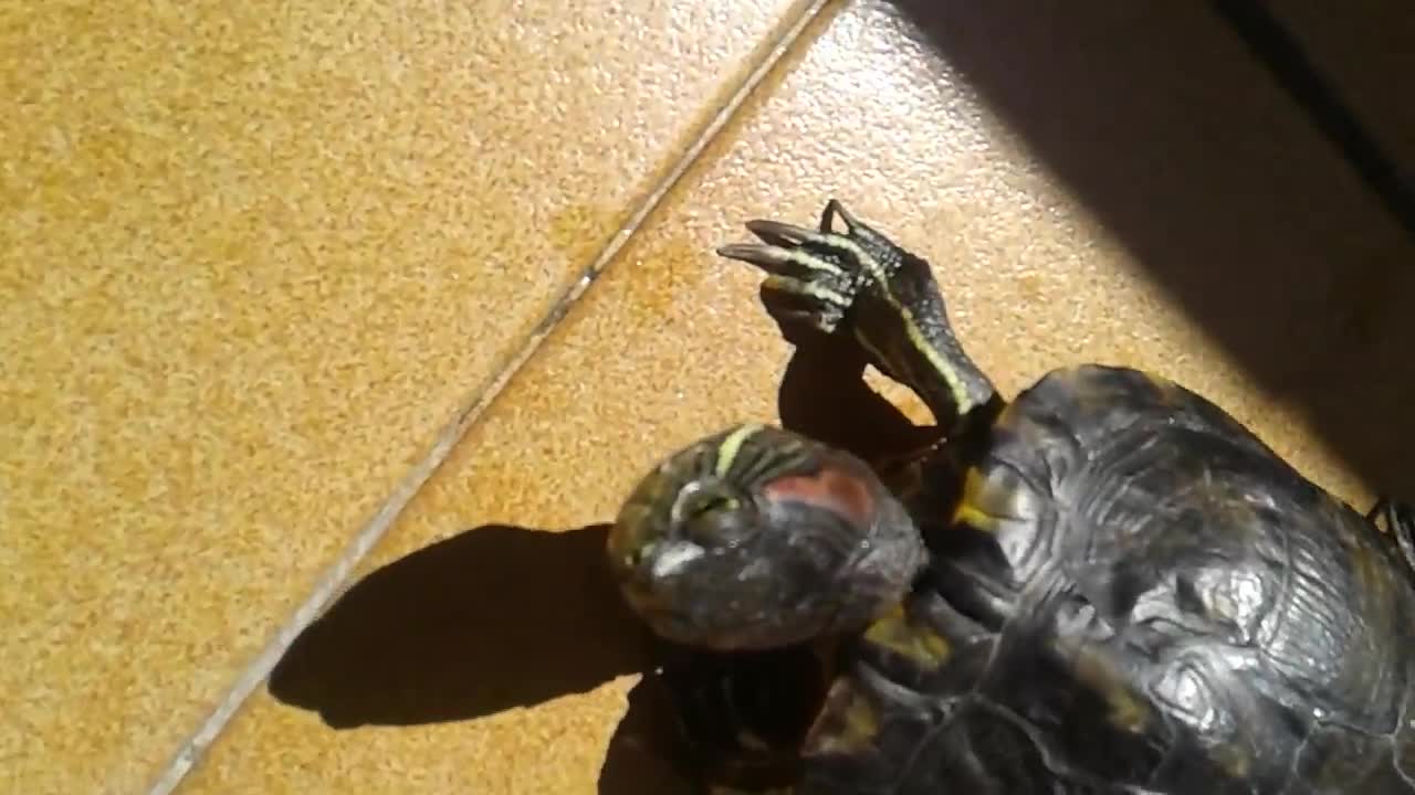 Turtle have fun