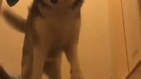 Husky wanting to go out