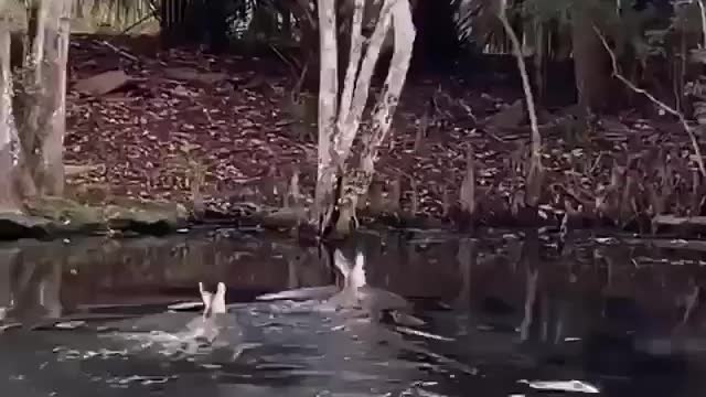 Sometimes its swimming deer