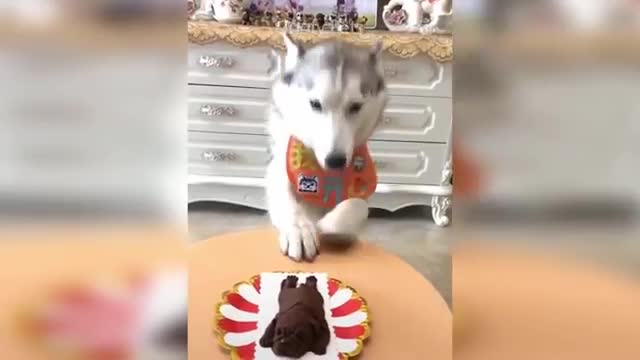 See the cat and dog reaction cutting cake