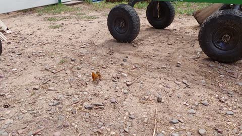 Mating butterflies