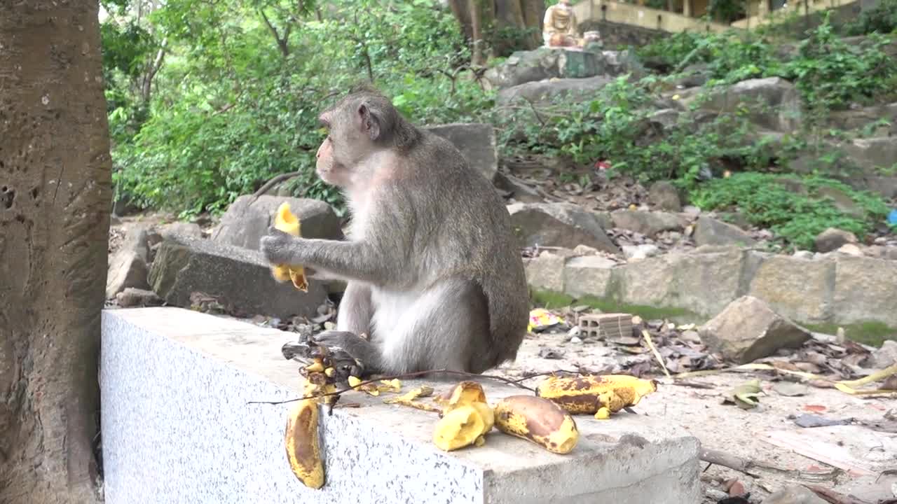 Monkey just good eating your banana