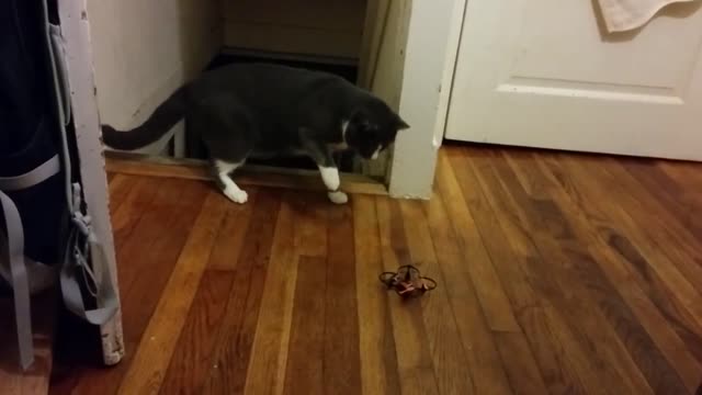 Scaredy Cat Flies Higher Than A Tiny Drone