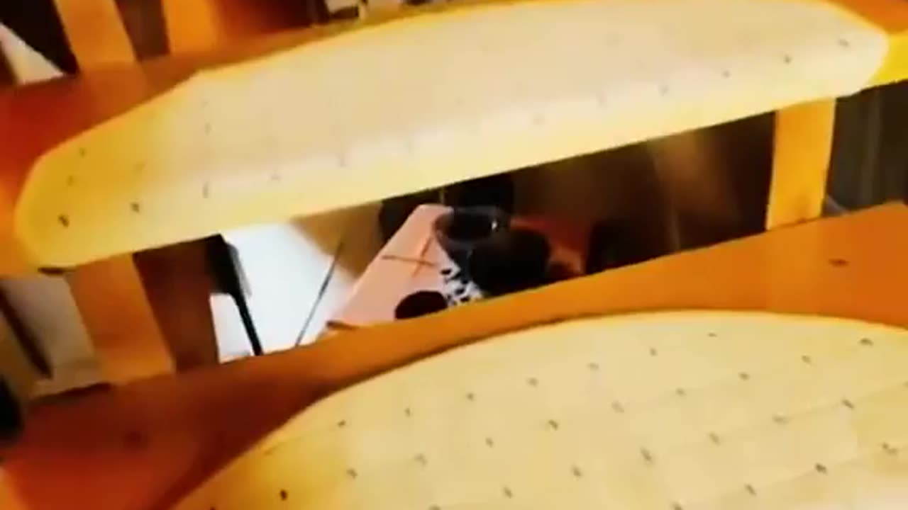 Funny Pet Videos