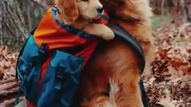 Dogs - Mother with her puppy on her back ready to walk in nature