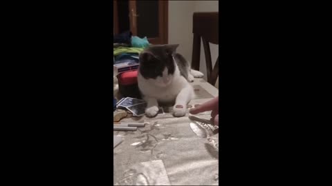 Funny animal videos 2023 - Funny cats_dogs - Funny animals Part71_Haypyy Pett(