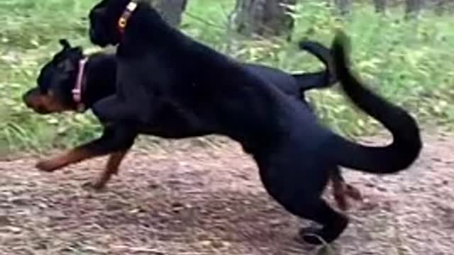 Luna the panther & Rottweiler fields