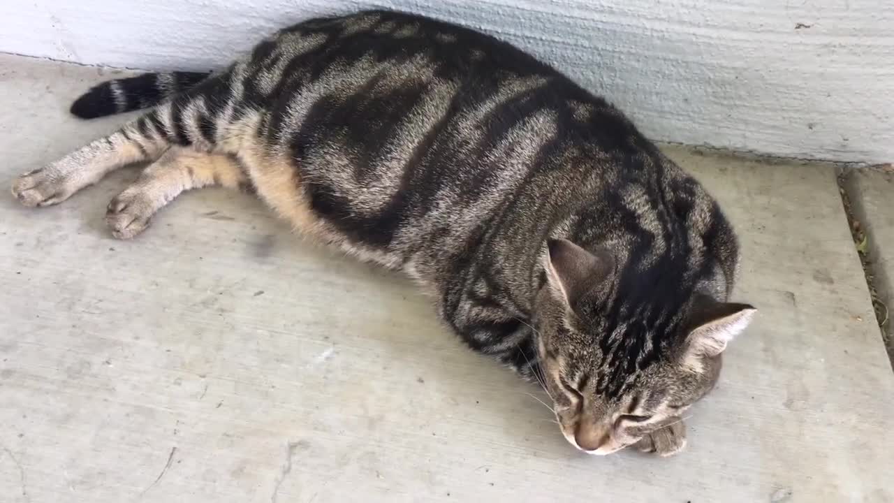 Trixie Staying Hot on Patio with Mommy