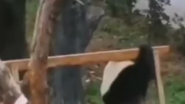 Wee - Cute Panda! - Funny Animals