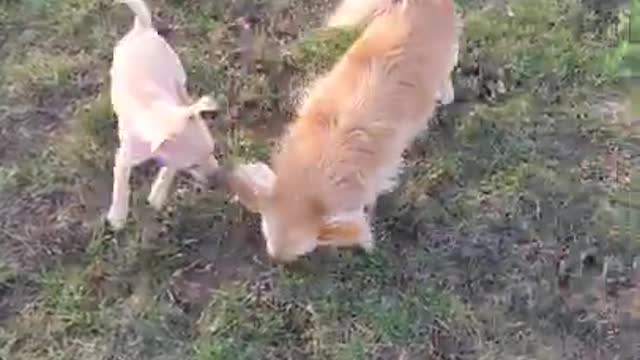 Miley and her friend Twix playing at the dog park