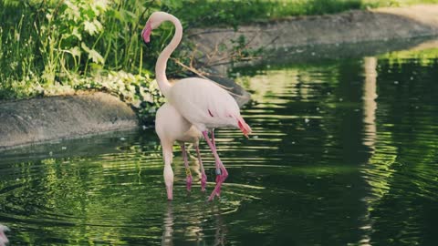 Flamingo birds