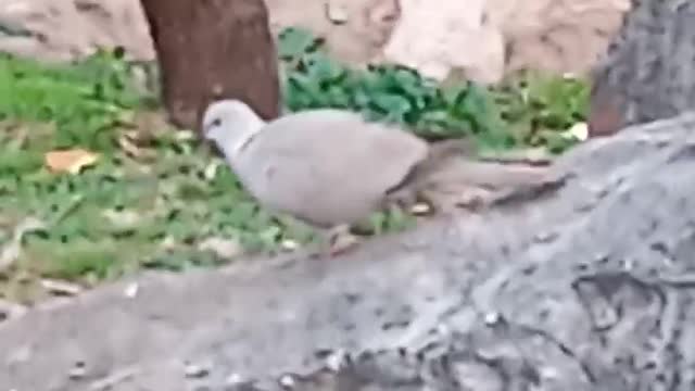 Ait bou Ali tidili massfioua