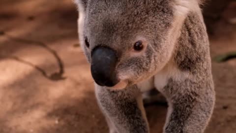 Koala Being Taken From The Ground