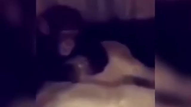 try not to laugh