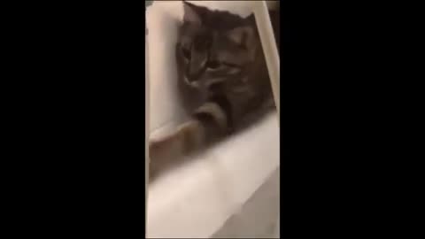 funny animal/cat in action