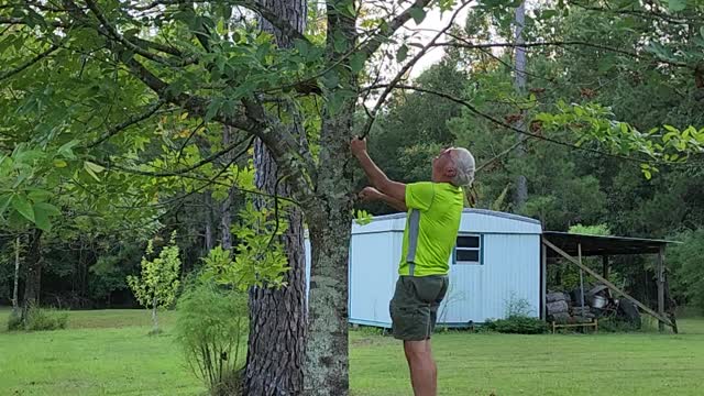 Old Monkey Up a Tree