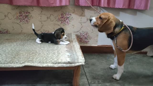 Beagle Dog Talking To Her Puppy