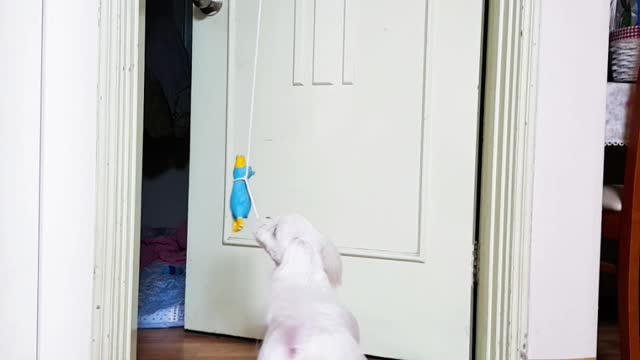 Puppy playing with a duck doll