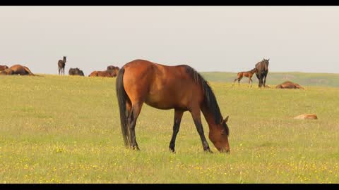 Horses grazing on a green meadow in a mountain landscape